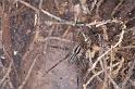 Agelena_canariensis_D3259_Z_88_Valle Gran Rey_Spanje